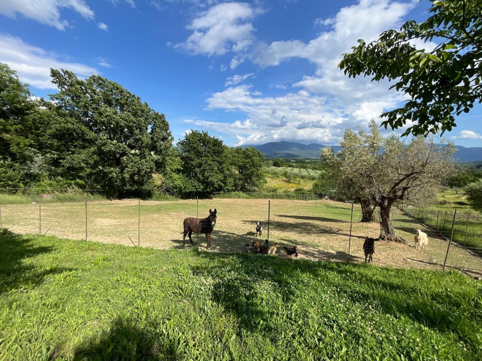 Al Capannone Di Pietro Bed & Breakfast Colli a Volturno Exterior foto